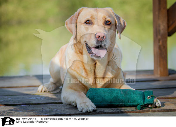 liegender Labrador Retriever / lying Labrador Retriever / MW-06444