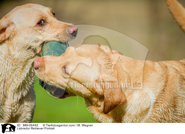 Labrador Retriever Portrait / MW-06492