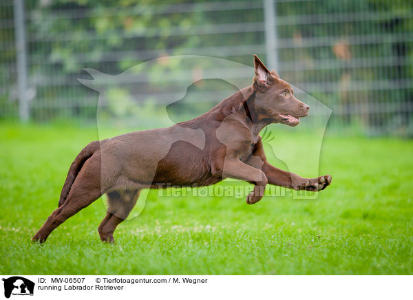 running Labrador Retriever / MW-06507