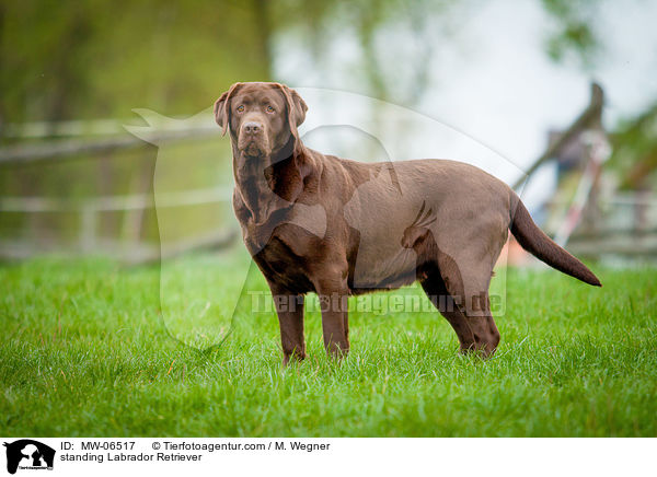 standing Labrador Retriever / MW-06517