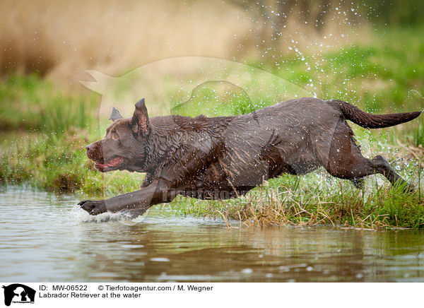 Labrador Retriever at the water / MW-06522