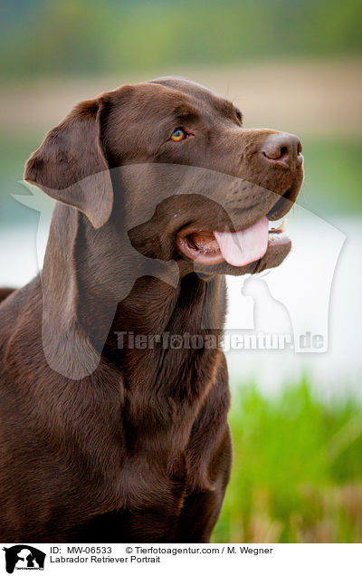 Labrador Retriever Portrait / MW-06533