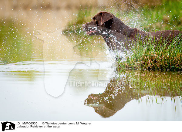 Labrador Retriever at the water / MW-06535