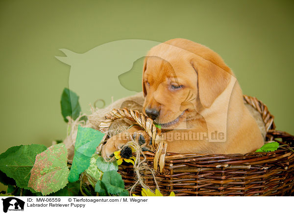 Labrador Retriever Puppy / MW-06559