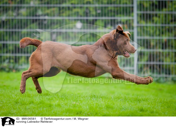 running Labrador Retriever / MW-06581