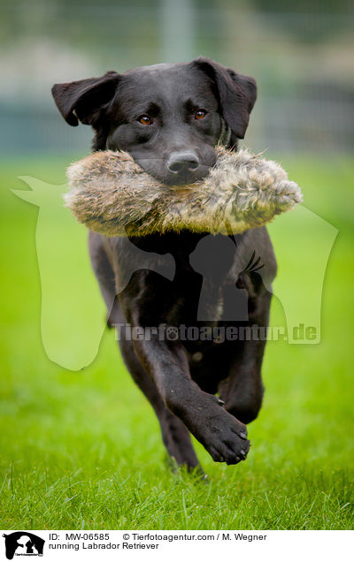 running Labrador Retriever / MW-06585