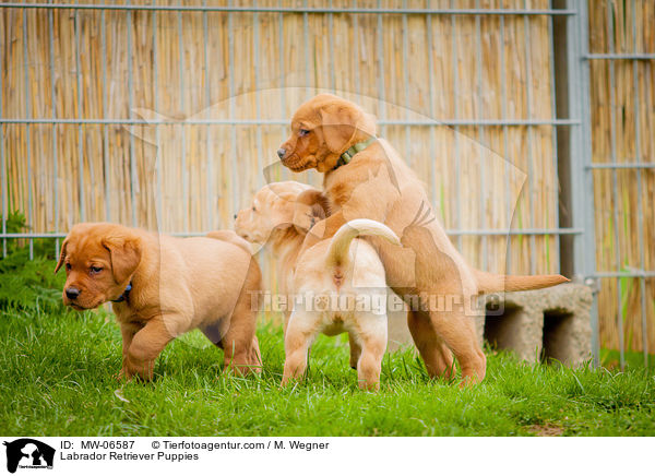 Labrador Retriever Puppies / MW-06587
