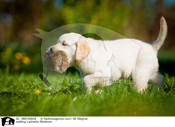walking Labrador Retriever / MW-06608