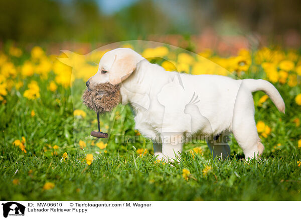 Labrador Retriever Welpe / Labrador Retriever Puppy / MW-06610