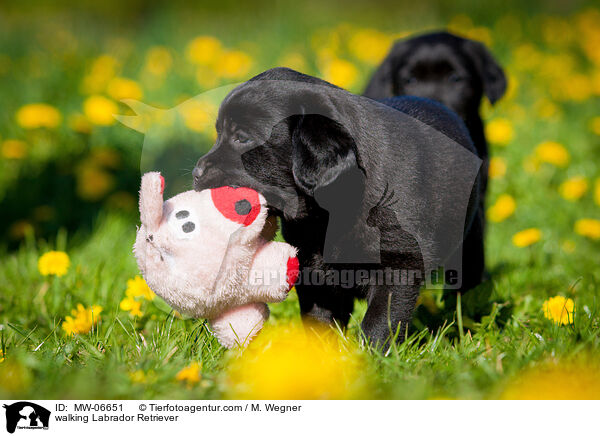 walking Labrador Retriever / MW-06651