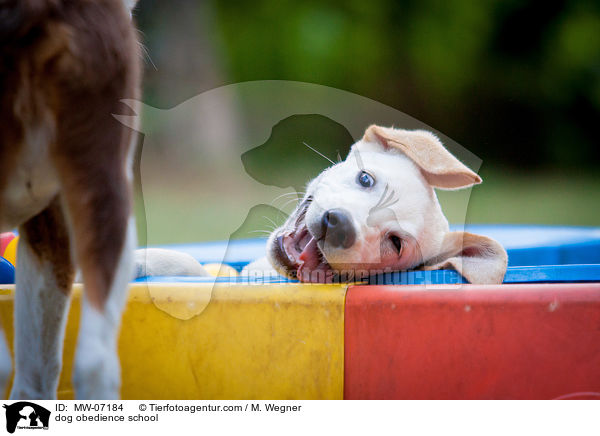 Hundeschule / dog obedience school / MW-07184