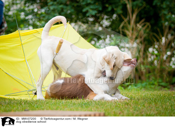 Hundeschule / dog obedience school / MW-07200