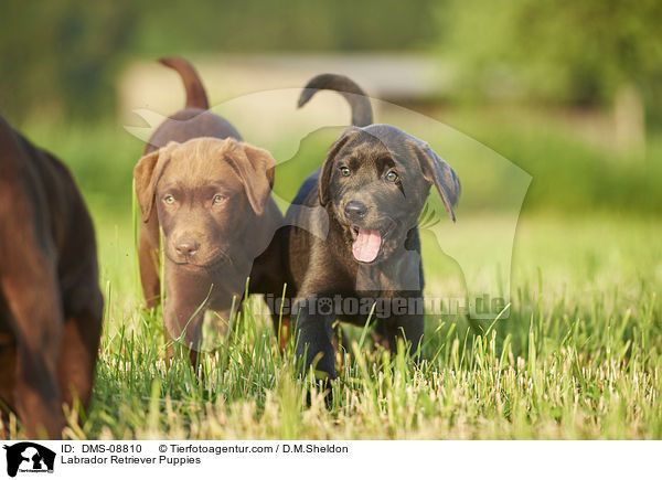 Labrador Retriever Puppies / DMS-08810