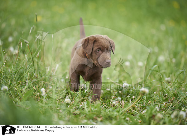Labrador Retriever Puppy / DMS-08814