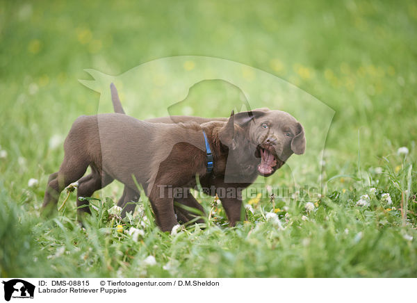 Labrador Retriever Puppies / DMS-08815