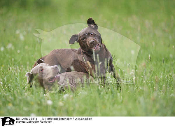 playing Labrador Retriever / DMS-08816