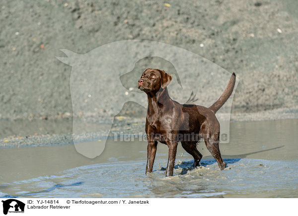 Labrador Retriever / YJ-14814