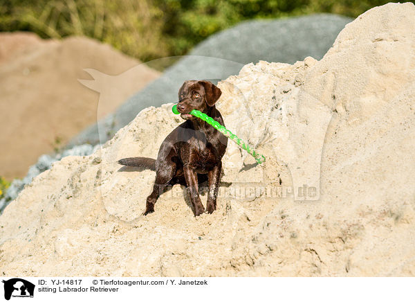 sitting Labrador Retriever / YJ-14817