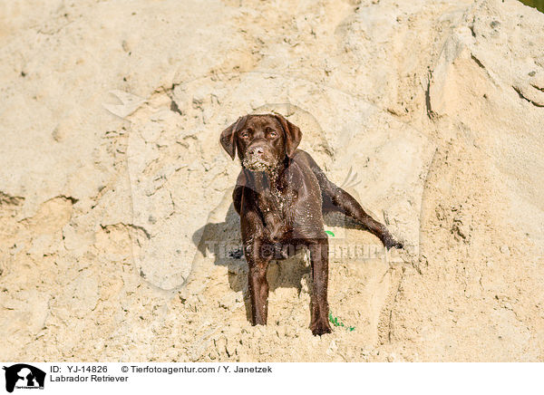 Labrador Retriever / YJ-14826