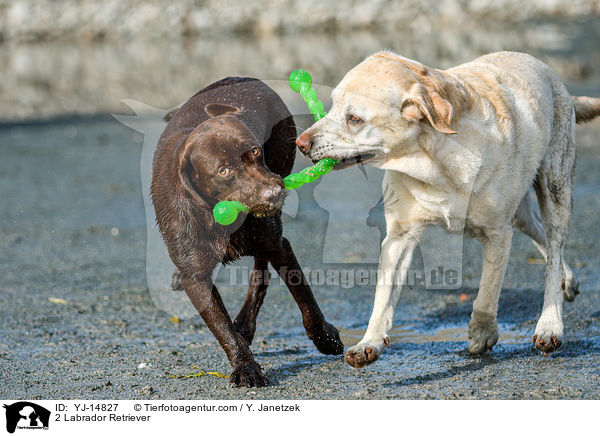 2 Labrador Retriever / YJ-14827