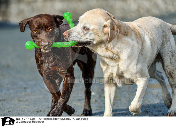 2 Labrador Retriever / YJ-14828