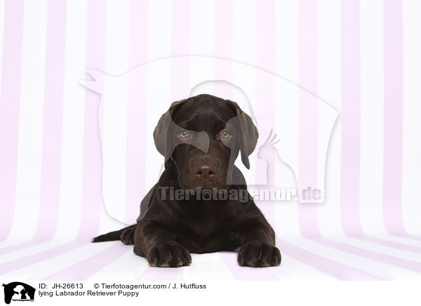 lying Labrador Retriever Puppy / JH-26613