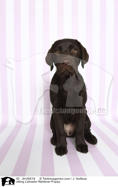 sitting Labrador Retriever Puppy / JH-26618