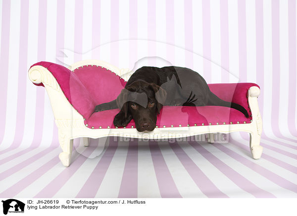 lying Labrador Retriever Puppy / JH-26619