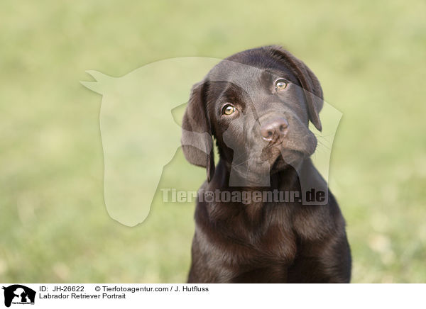 Labrador Retriever Portrait / JH-26622