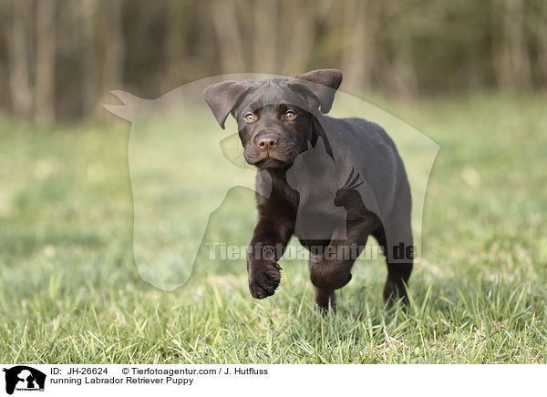 running Labrador Retriever Puppy / JH-26624