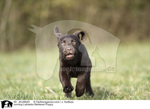 running Labrador Retriever Puppy / JH-26625