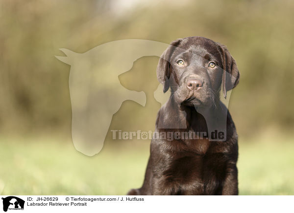 Labrador Retriever Portrait / JH-26629