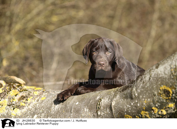 lying Labrador Retriever Puppy / JH-26630