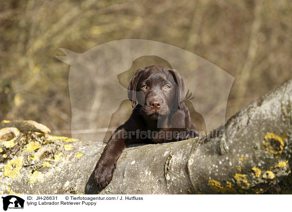 lying Labrador Retriever Puppy / JH-26631