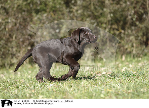 running Labrador Retriever Puppy / JH-26633