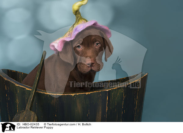 Labrador Retriever Welpe / Labrador Retriever Puppy / HBO-02435