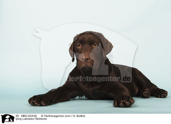 lying Labrador Retriever / HBO-02438