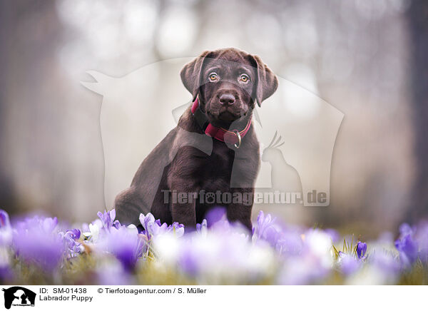 Labrador Puppy / SM-01438