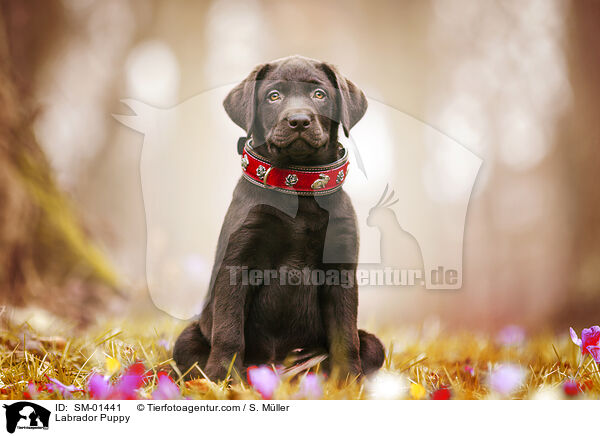 Labrador Puppy / SM-01441