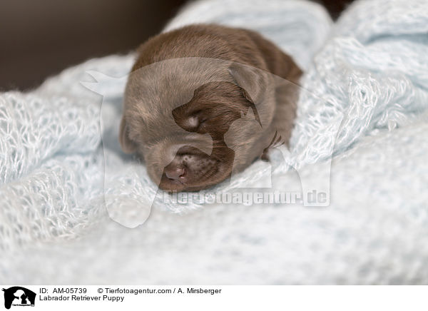 Labrador Retriever Puppy / AM-05739