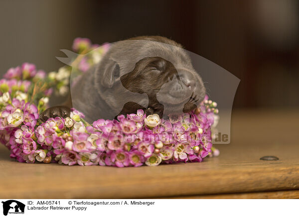 Labrador Retriever Puppy / AM-05741