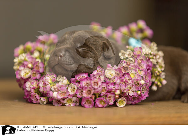 Labrador Retriever Puppy / AM-05742
