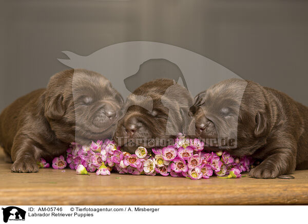 Labrador Retriever Puppies / AM-05746