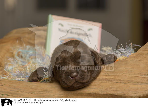 Labrador Retriever Puppy / AM-05748
