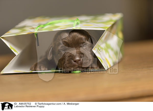 Labrador Retriever Puppy / AM-05752