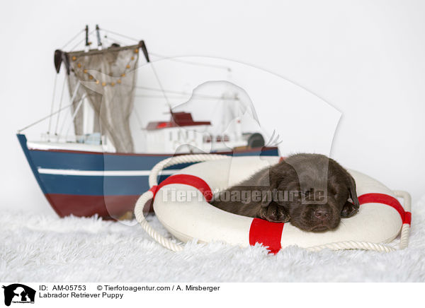 Labrador Retriever Welpe / Labrador Retriever Puppy / AM-05753