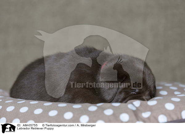 Labrador Retriever Puppy / AM-05755