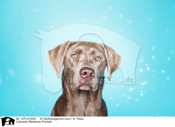 Labrador Retriever Portrait / Labrador Retriever Portrait / KFI-01052