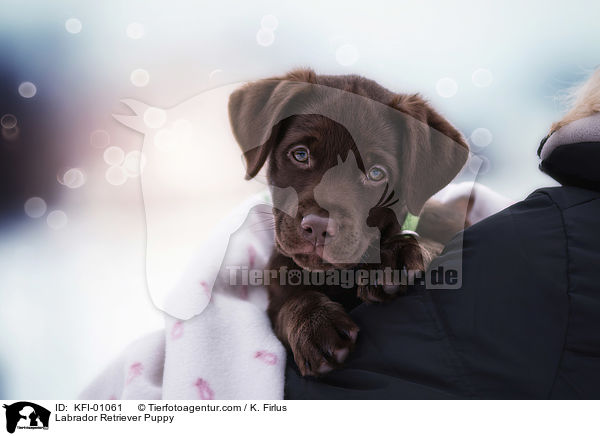 Labrador Retriever Puppy / KFI-01061