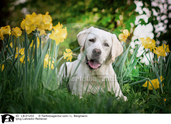 liegender Labrador Retriever / lying Labrador Retriever / LB-01202